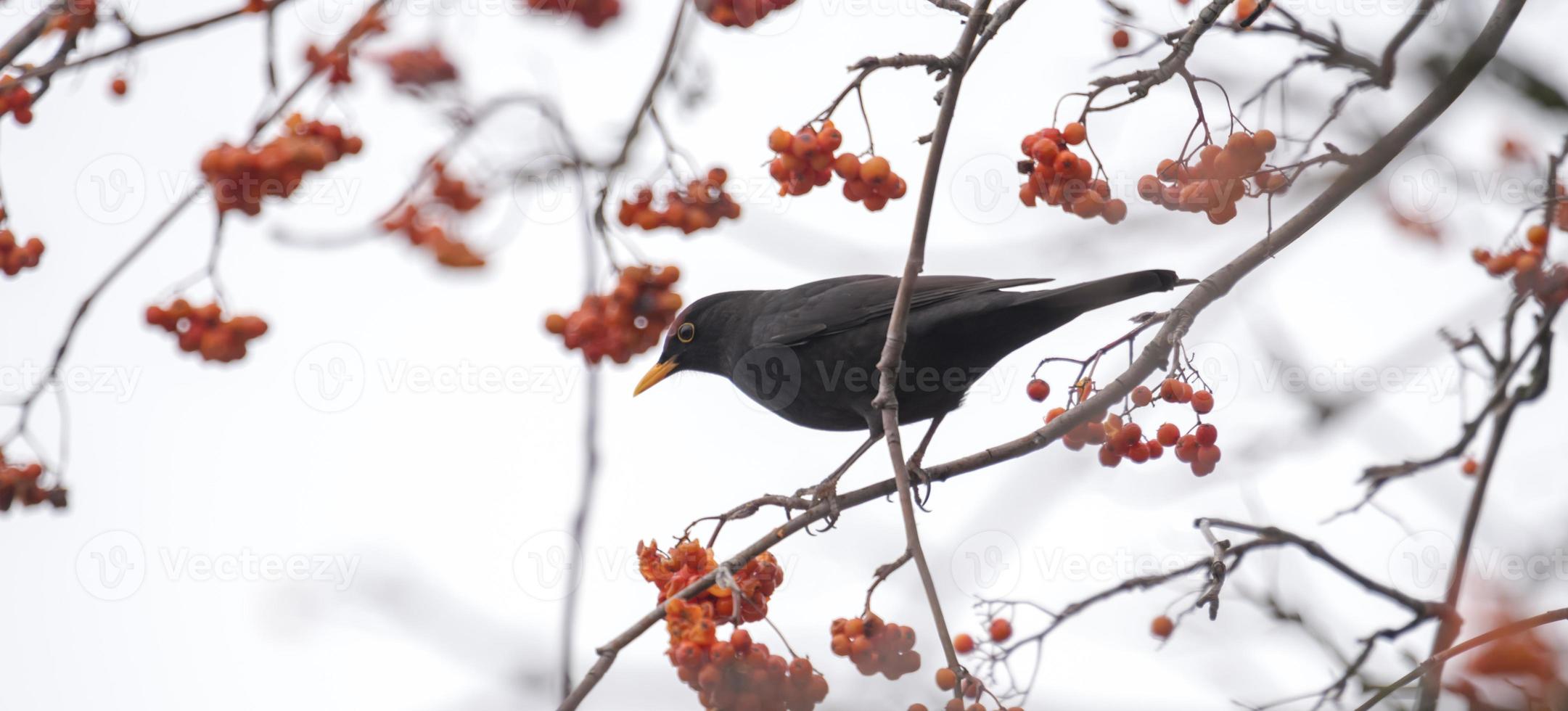 Eine Amsel sitzt auf einem Ast mit Copyspace foto