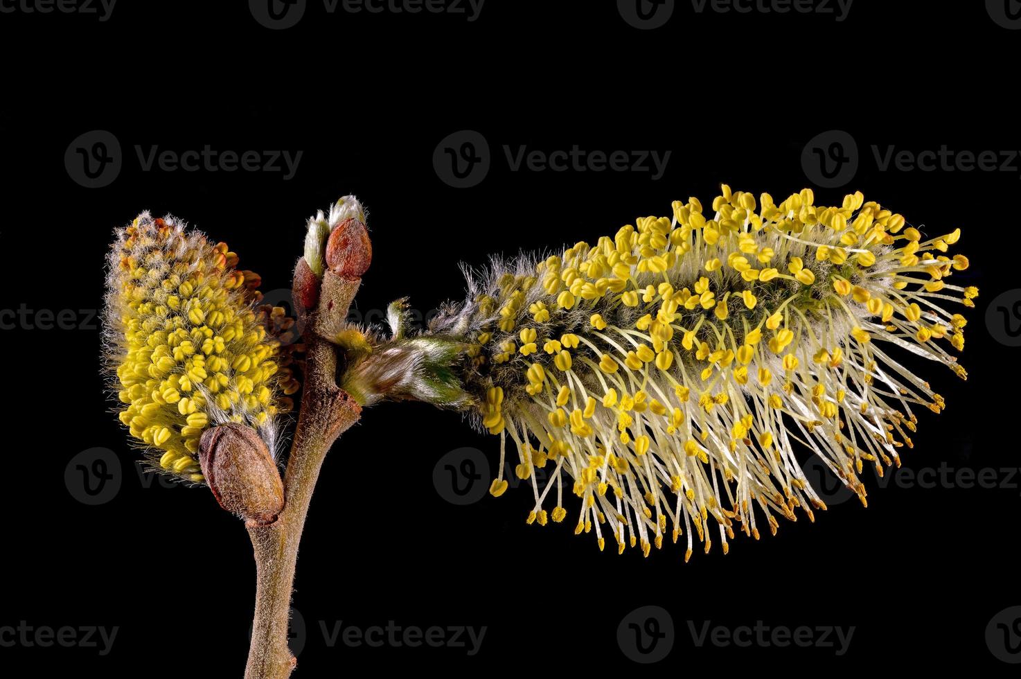 Makroaufnahmen von Blumen eines Weidenbaums mit Staubblättern foto