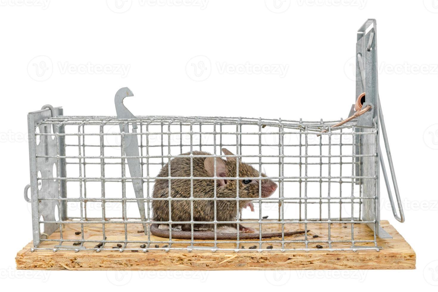 kleine Maus sitzt gefangen in einer Drahtfalle vor unscharfem Hintergrund foto