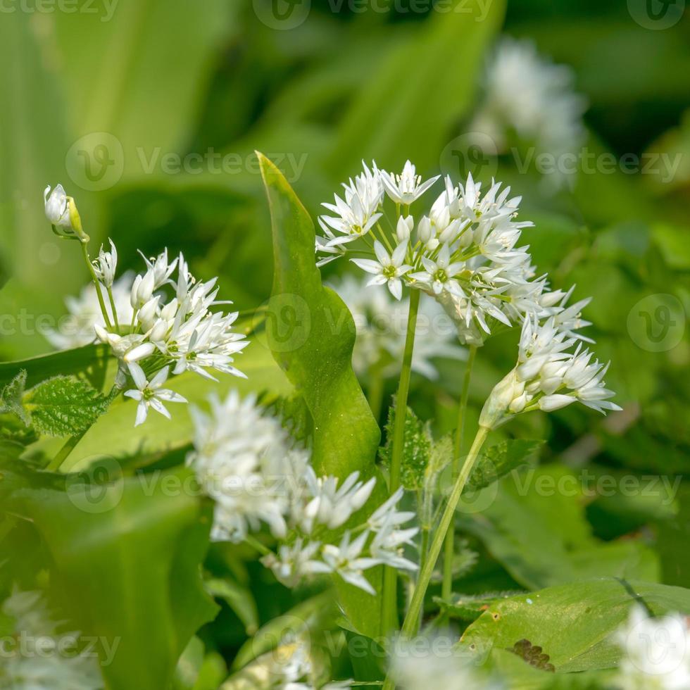 weich gezeichnete Bärlauchblattblumen gegen unscharfen grünen Hintergrund foto