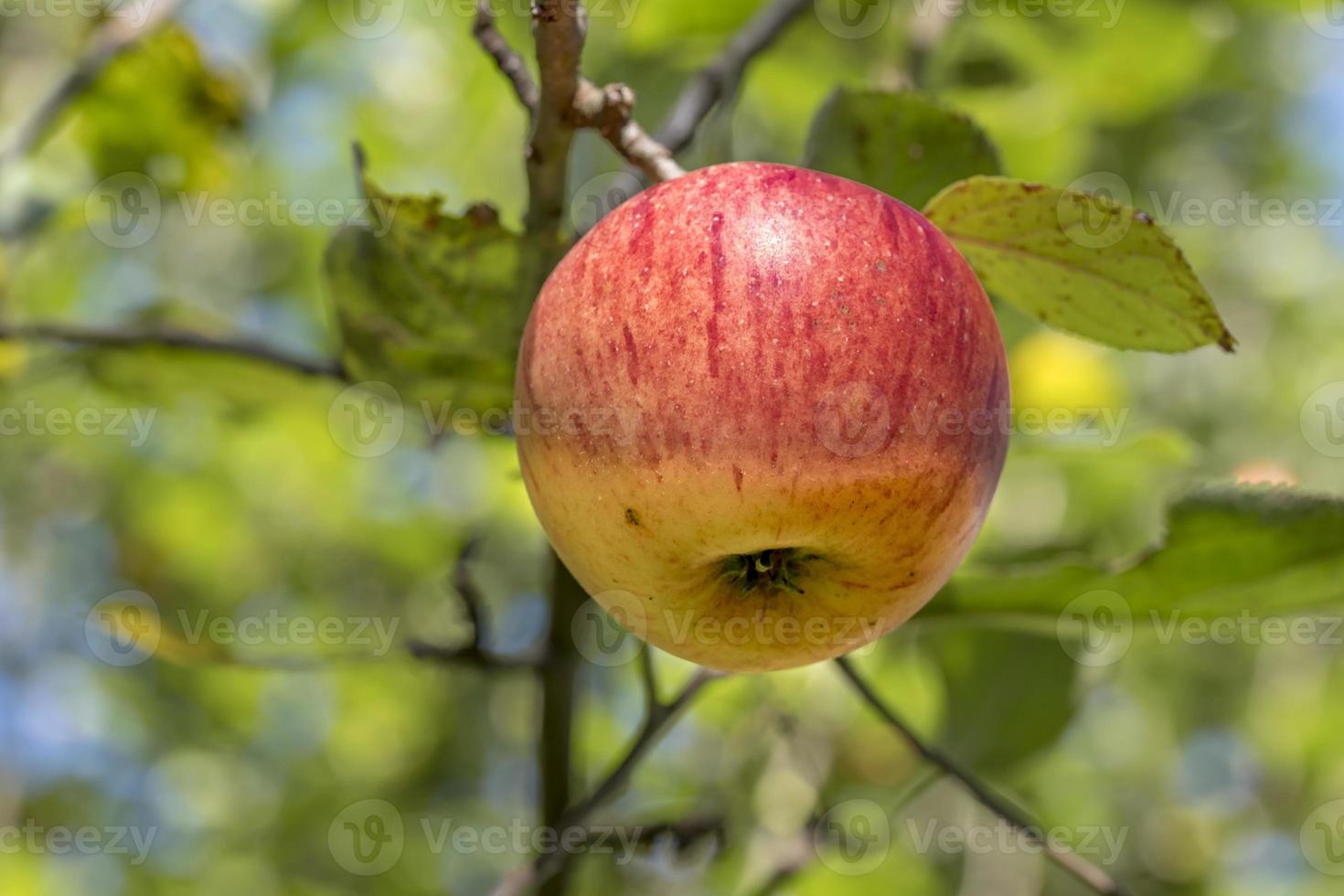 reifer Apfel hängt in einem sonnenbeschienenen Baum mit unscharfem Hintergrund foto