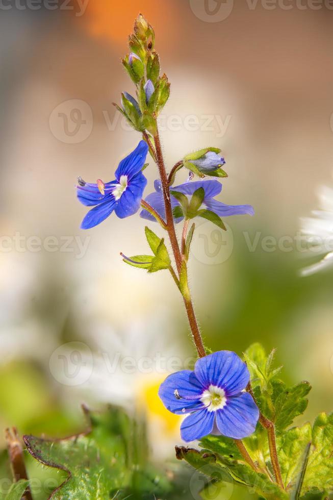 Detailansicht der Blüten der Veronica Speedwell Pflanze foto