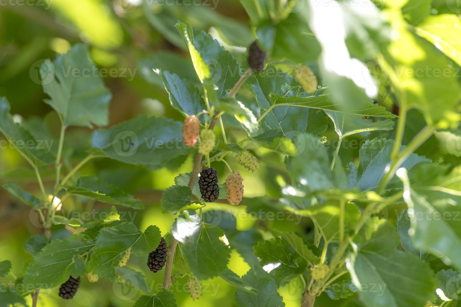 Maulbeeren in verschiedenen Reifegraden hängen an den Zweigen foto