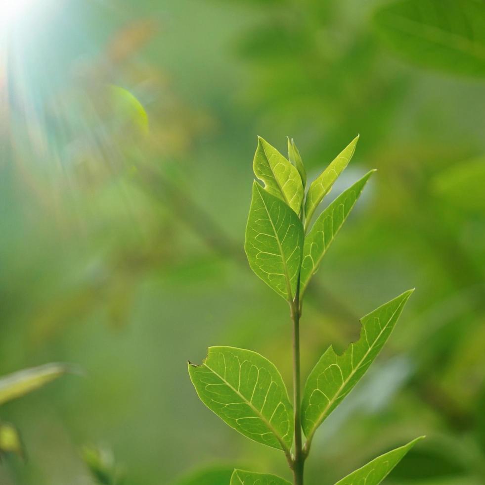 Grünpflanzen in der Natur im Frühjahr foto