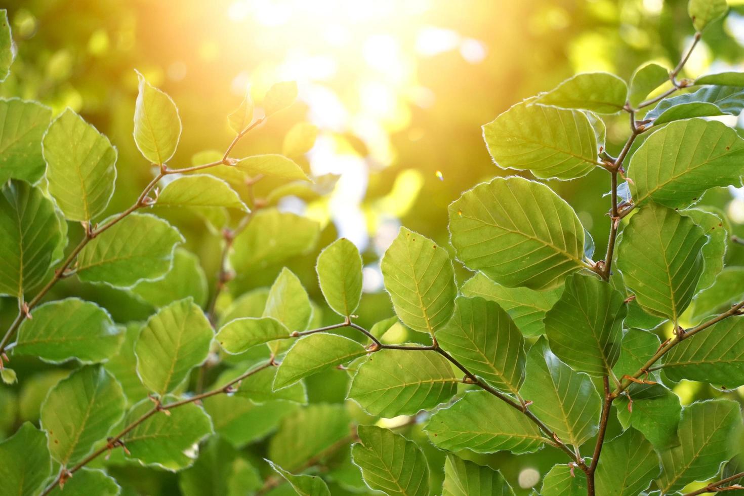 grüner Baum verlässt in der Natur im grünen Hintergrund der Frühlingssaison foto