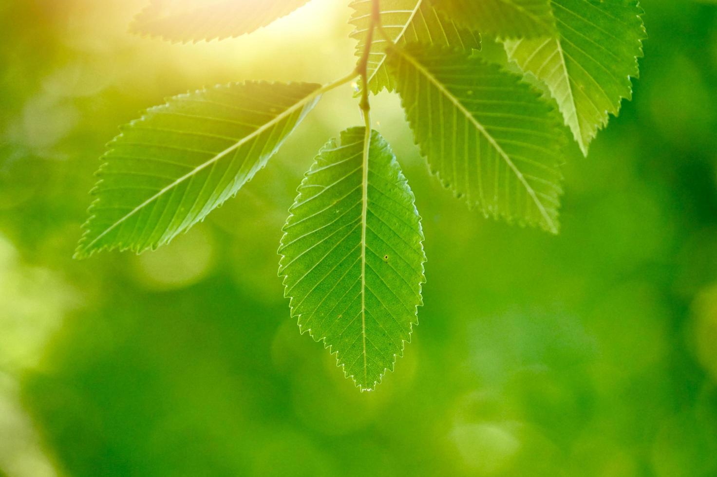 grüner Baum verlässt in der Natur im grünen Hintergrund der Frühlingssaison foto