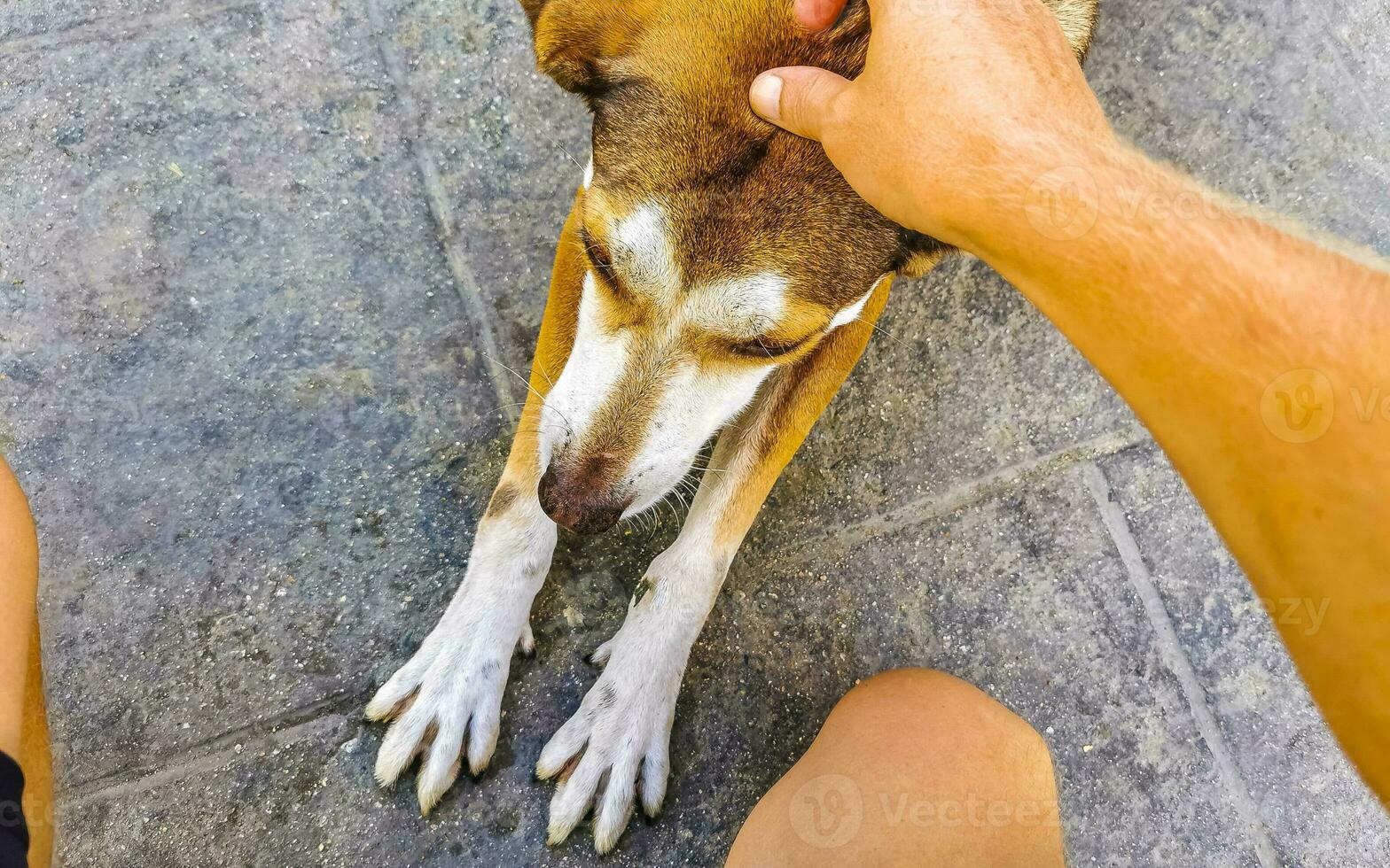 schön freundlich suchen streunend Hund Haustier im puerto escondido Mexiko. foto