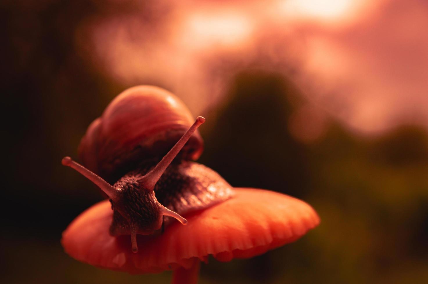 Burgunder Schnecke bei Sonnenuntergang in dunkelroten Farben und in einer natürlichen Umgebung foto