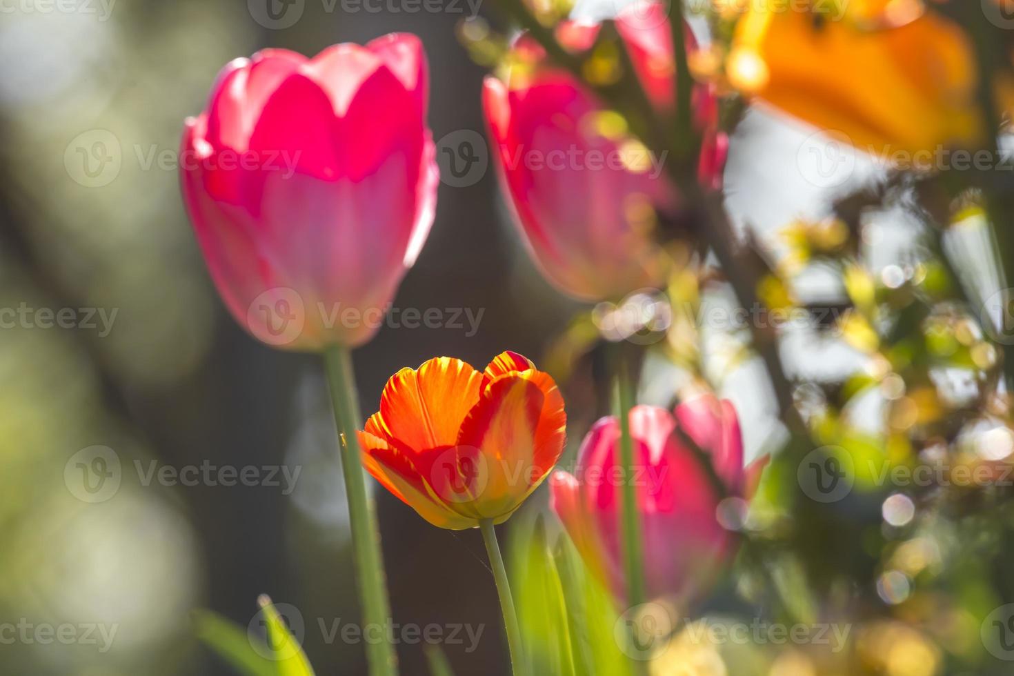 weich gezeichnete rote und orange Tulpen gegen das Licht foto