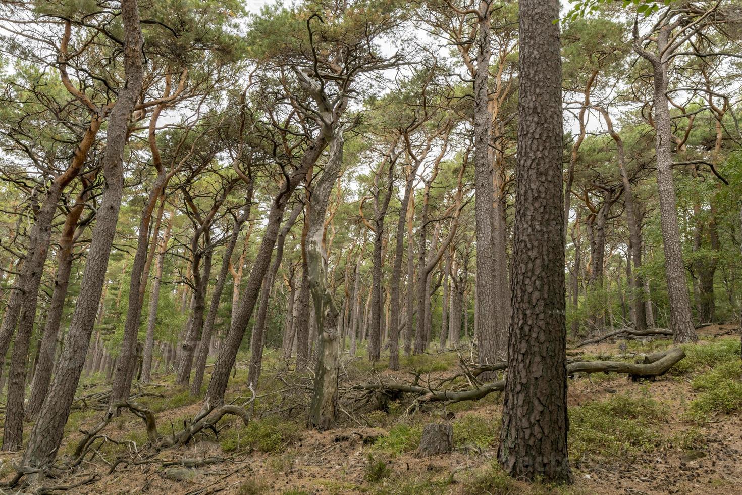 Blick über ein bewaldetes Tal mit Kiefern und Laubbäumen foto