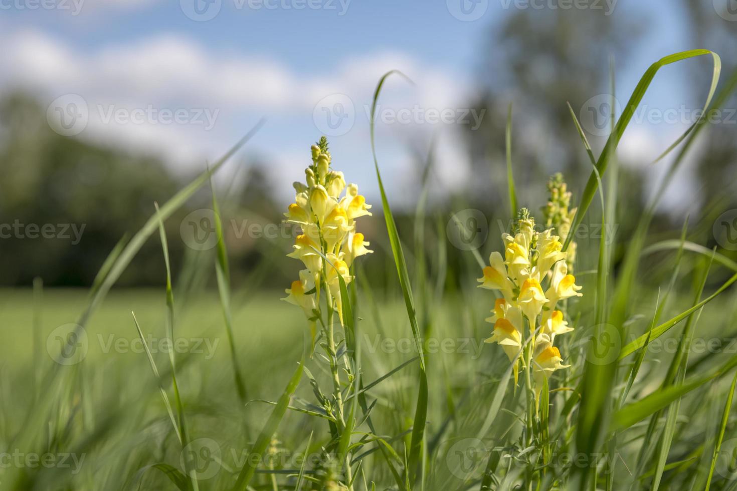 gelbe Dactylorhiza insularis blüht zwischen grünem Gras foto