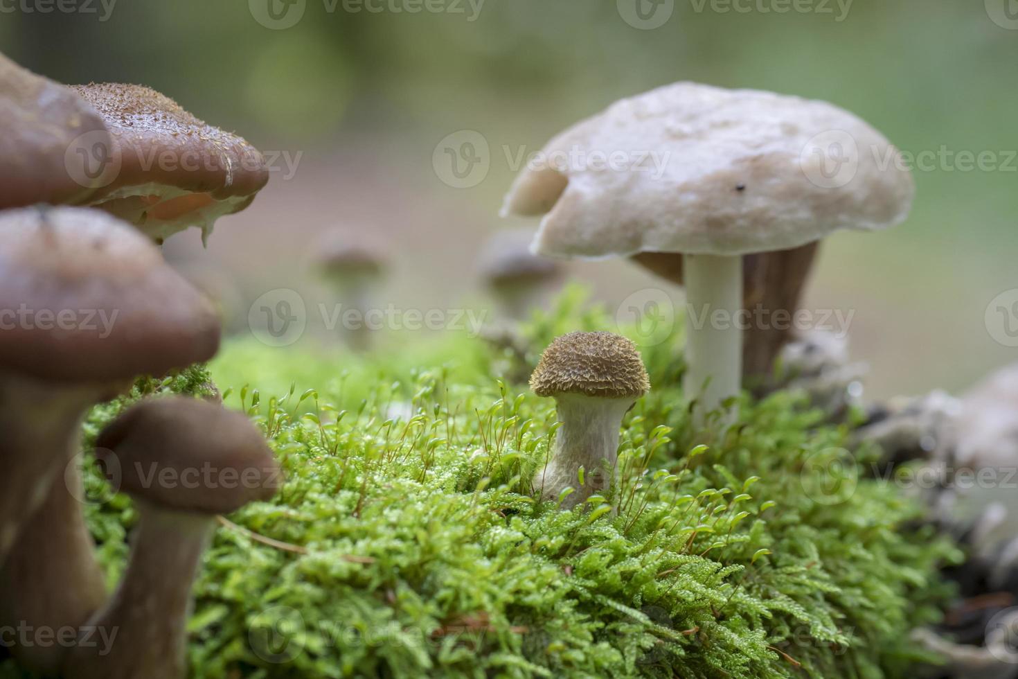 Auf einem alten Baumstamm im Moos wachsen verschiedene Giftpilze foto