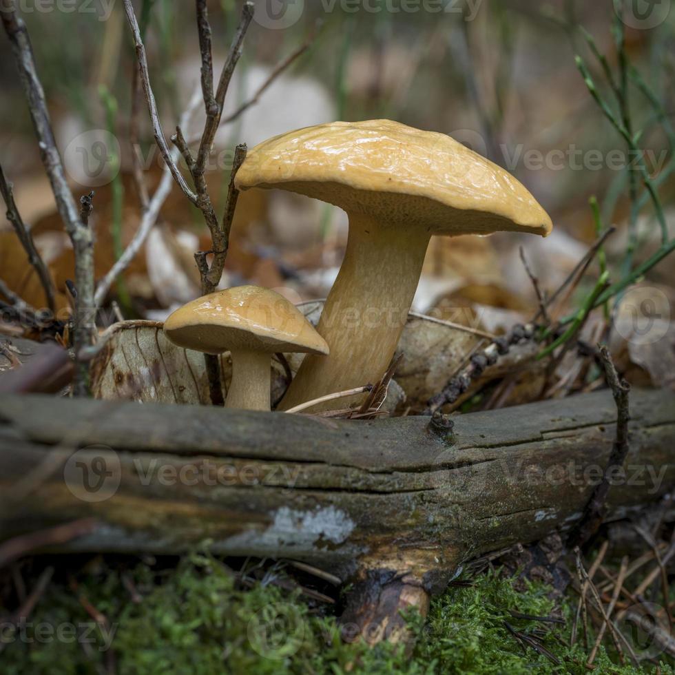 Hinter einem Ast wachsen zwei Sandboletus foto