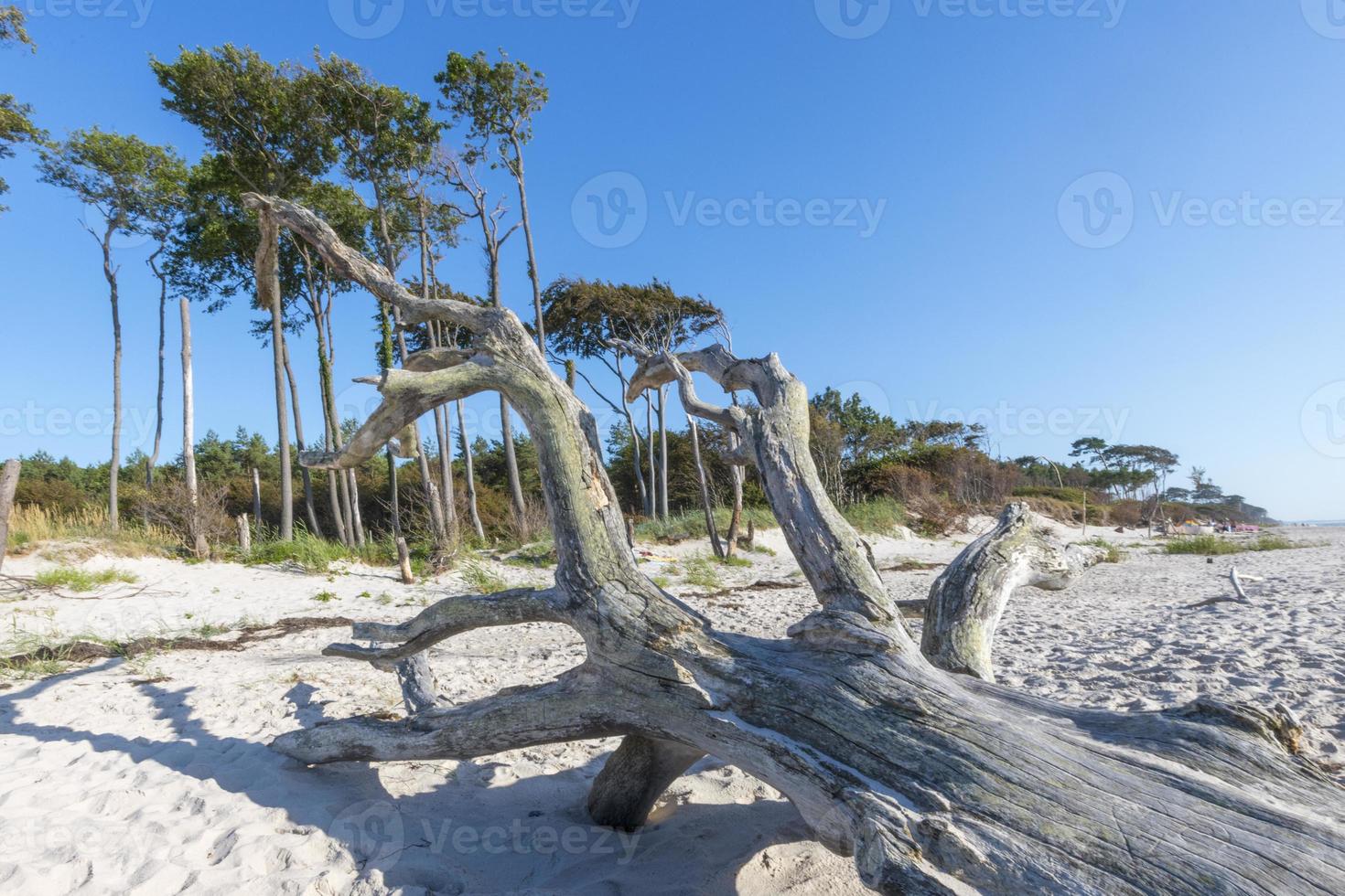 alter Baumstamm liegt an einem Sandstrand mit Dünen und bewölktem Himmel foto