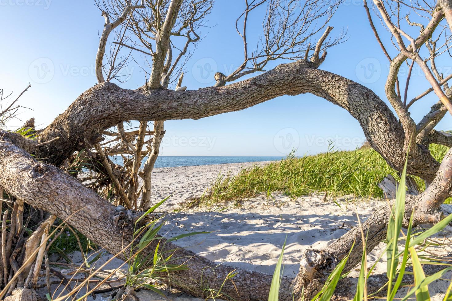 Kiefernwald an der deutschen Ostseeküste mit Dünen und Sand foto