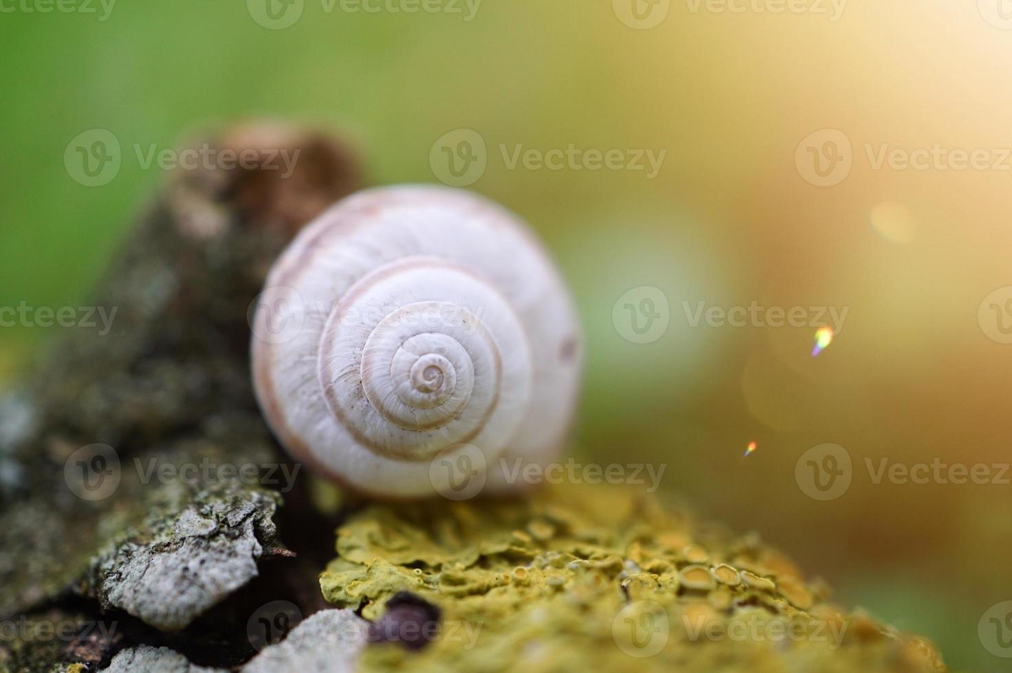 kleine weiße Schnecke in der Natur foto