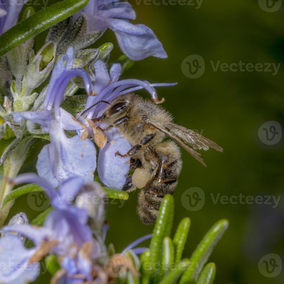 Honigbiene im Frühling fliegt zu einer Rosmarinblüte foto