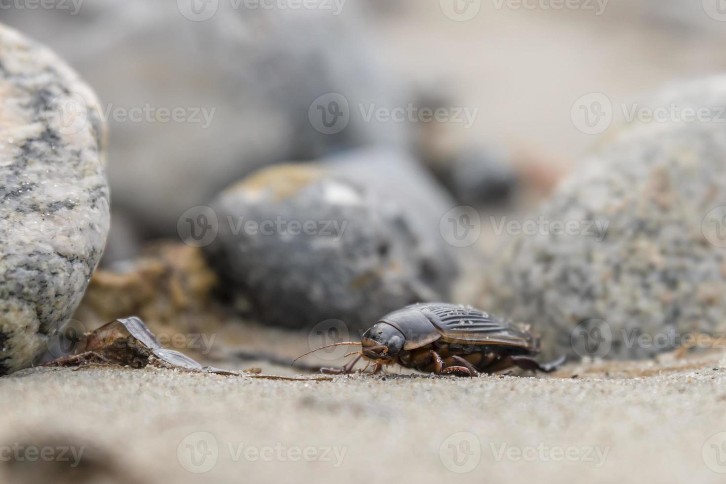 großer Schwarmkäfer kriecht über Steine an der Ostseeküste foto