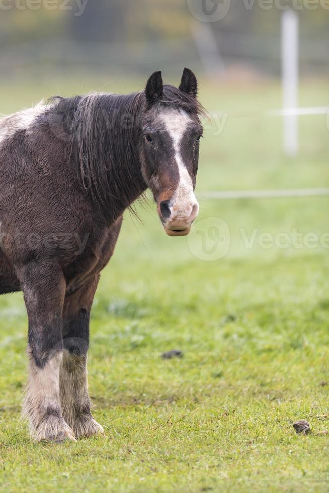 braunes Pferd mit schmutzigem Fell steht auf einer Wiese foto