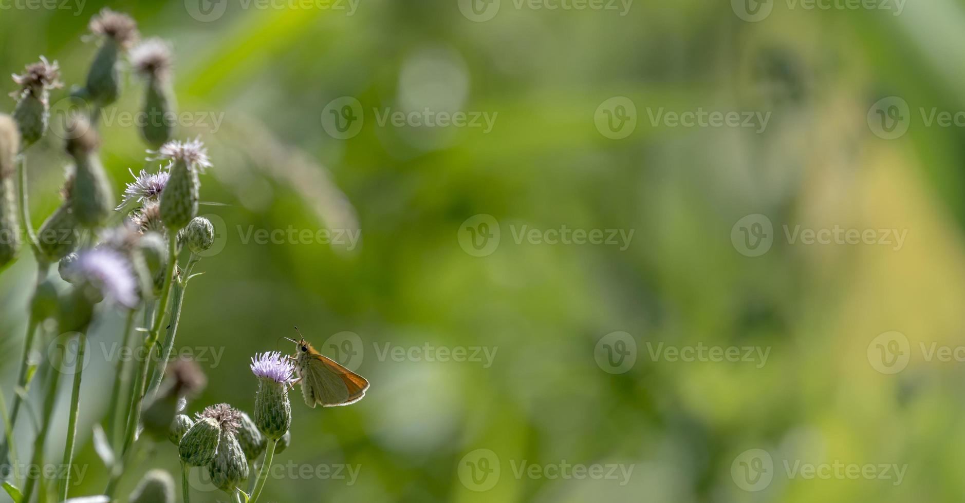 kleiner Schmetterling sitzt auf einer Blüte vor grünem unscharfem Hintergrund foto