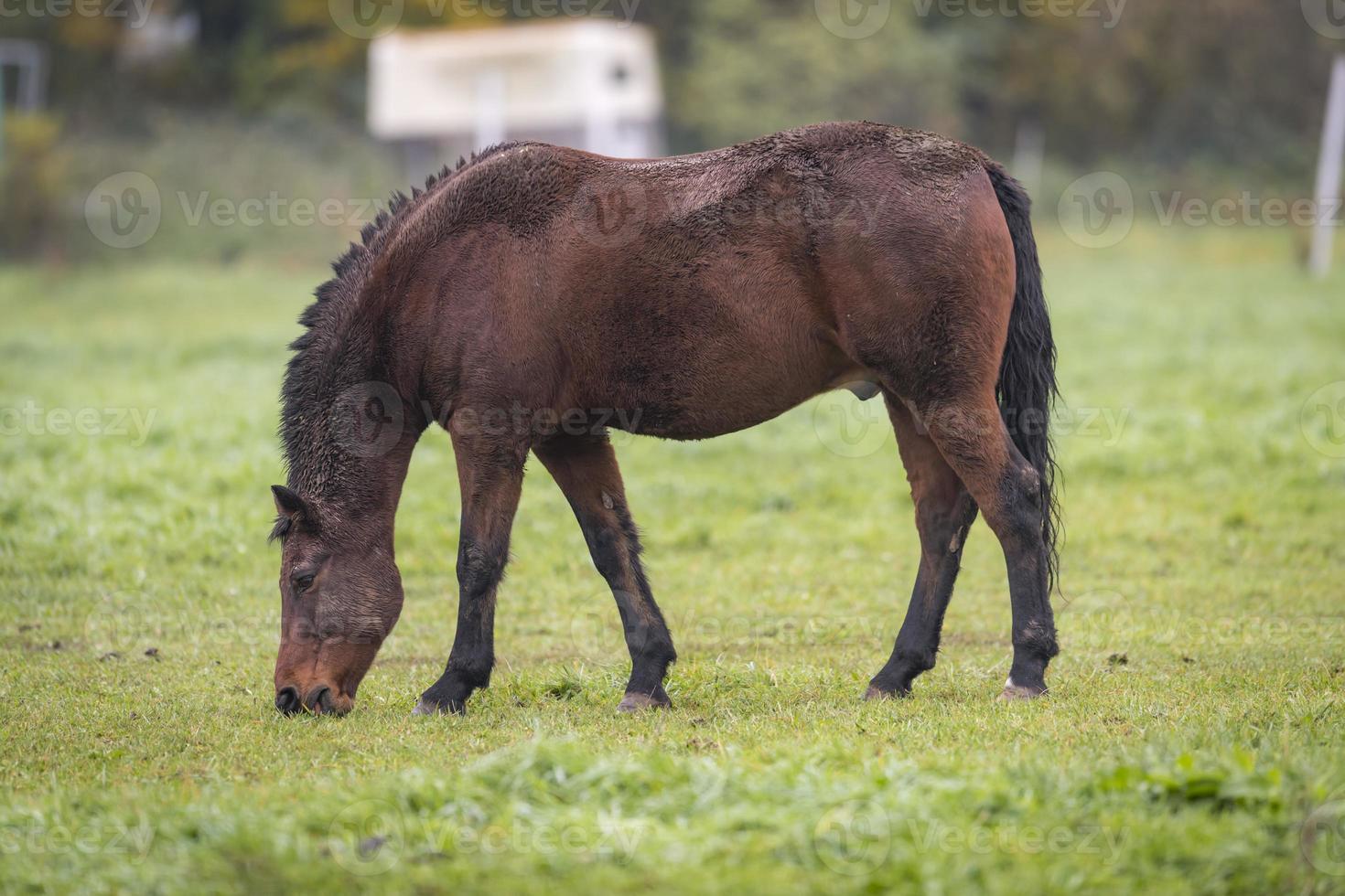 braunes Pferd mit schmutzigem Fell steht auf einer Wiese foto