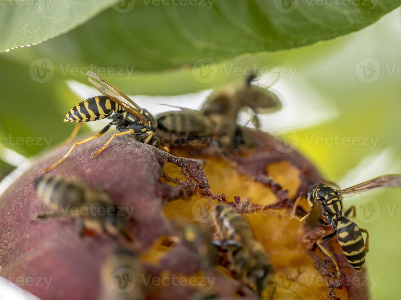 Bienen und Wespen sitzen auf einem gereiften reifen Pfirsich foto