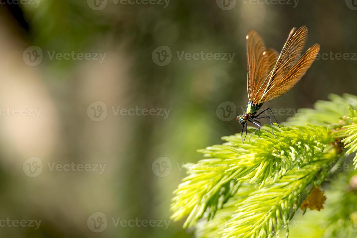 Bronze Pracht Libelle sitzt auf einem Ast vor unscharfen braunen Hintergrund mit Kopierraum foto