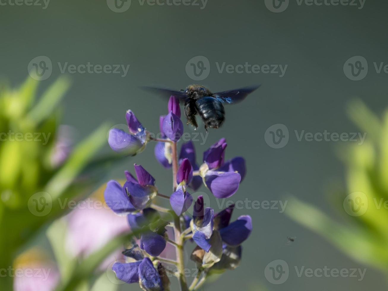 Zimmermannsbiene an einer purpurnen Lupinenblüte lokalisiert gegen unscharfen grünen Hintergrund foto