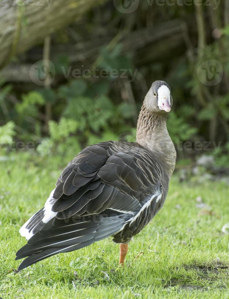 Zwerggans steht auf einem Bein auf einer Wiese foto