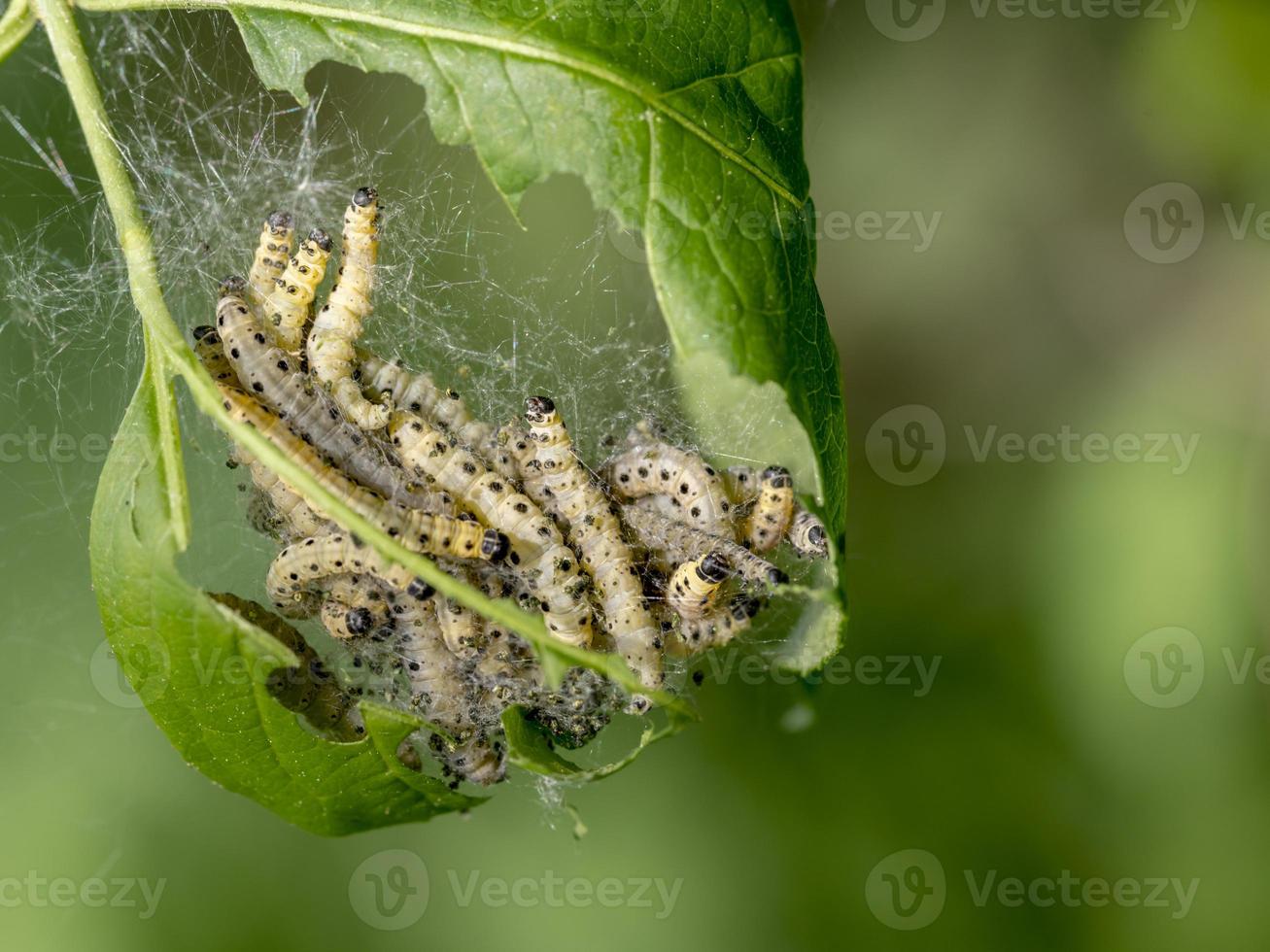 Raupen der vernetzten Motte in ihren Spinnweben auf einem Blatt foto