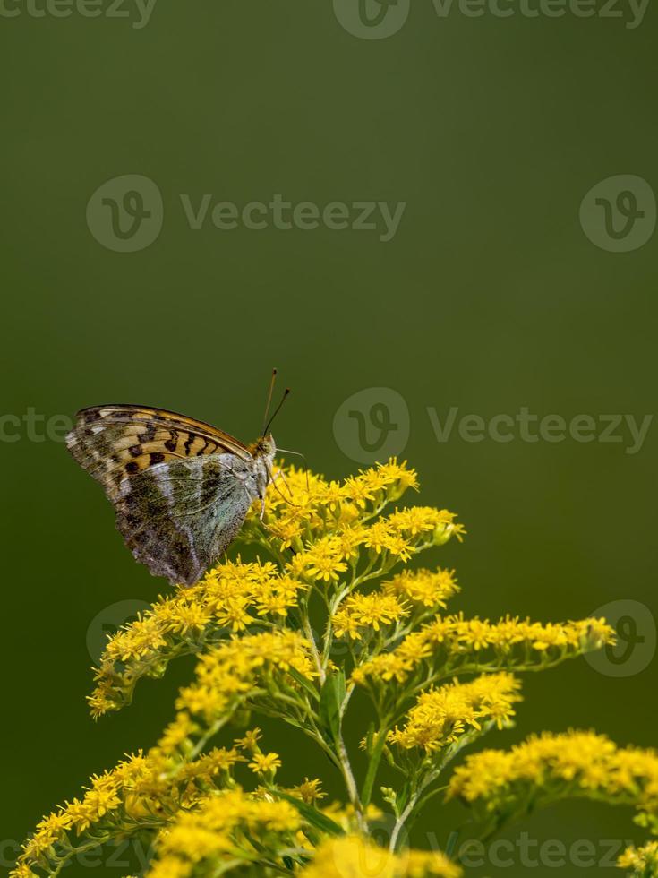 kleiner Schmetterling sitzt auf einer Blüte vor grünem unscharfem Hintergrund foto