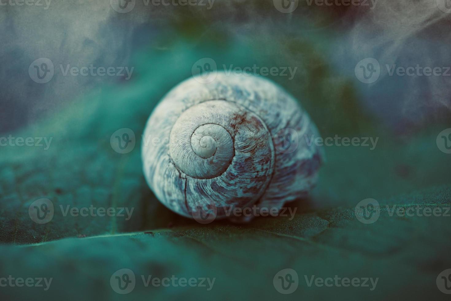 kleine weiße Schnecke in der Natur foto