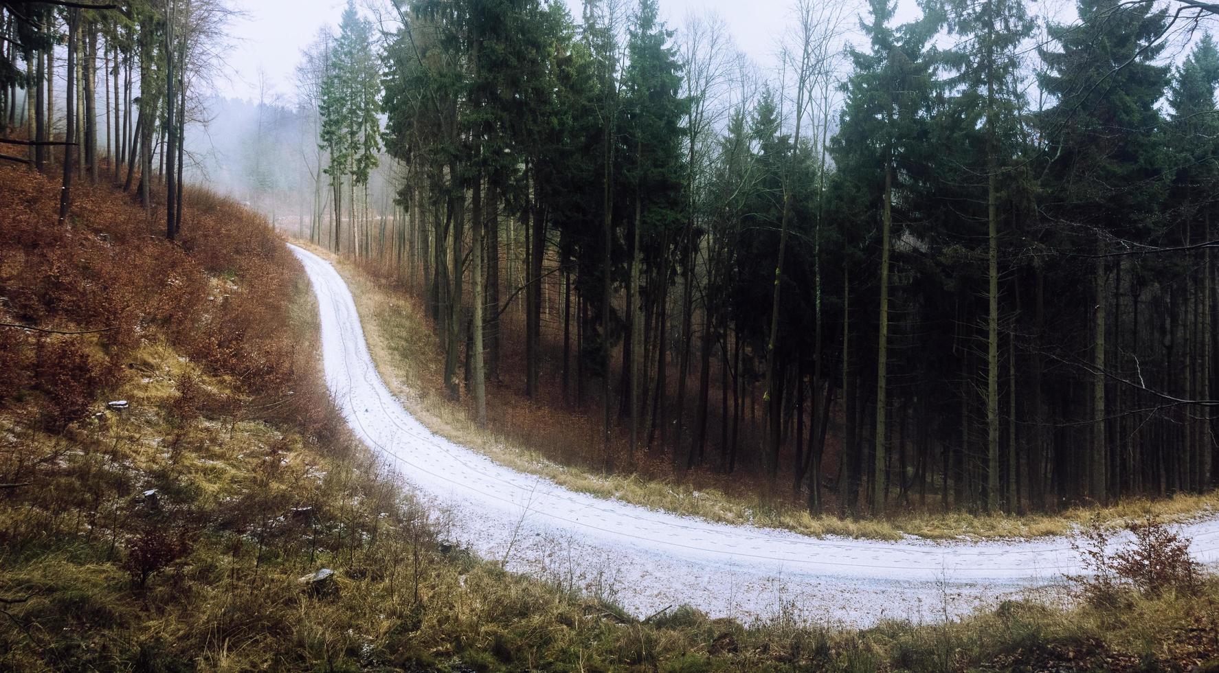 grüne Bäume in der Nähe der Straße foto