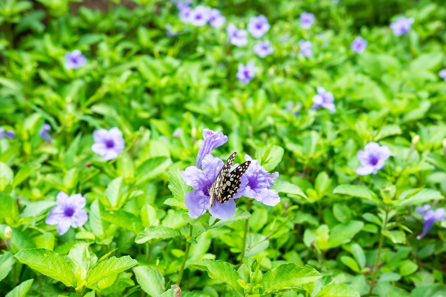 Schmetterling thront auf einer lila Blume foto