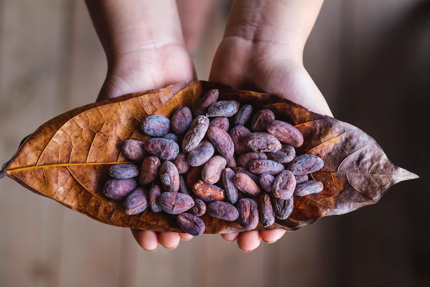 getrocknete Kakaobohnen auf Kakaoblättern foto