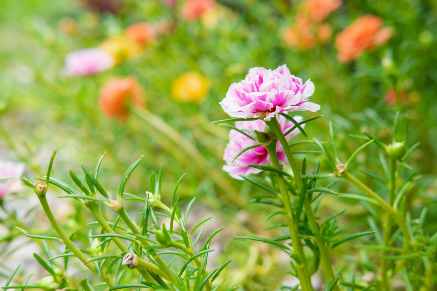 Purslane Blumenhintergrund foto