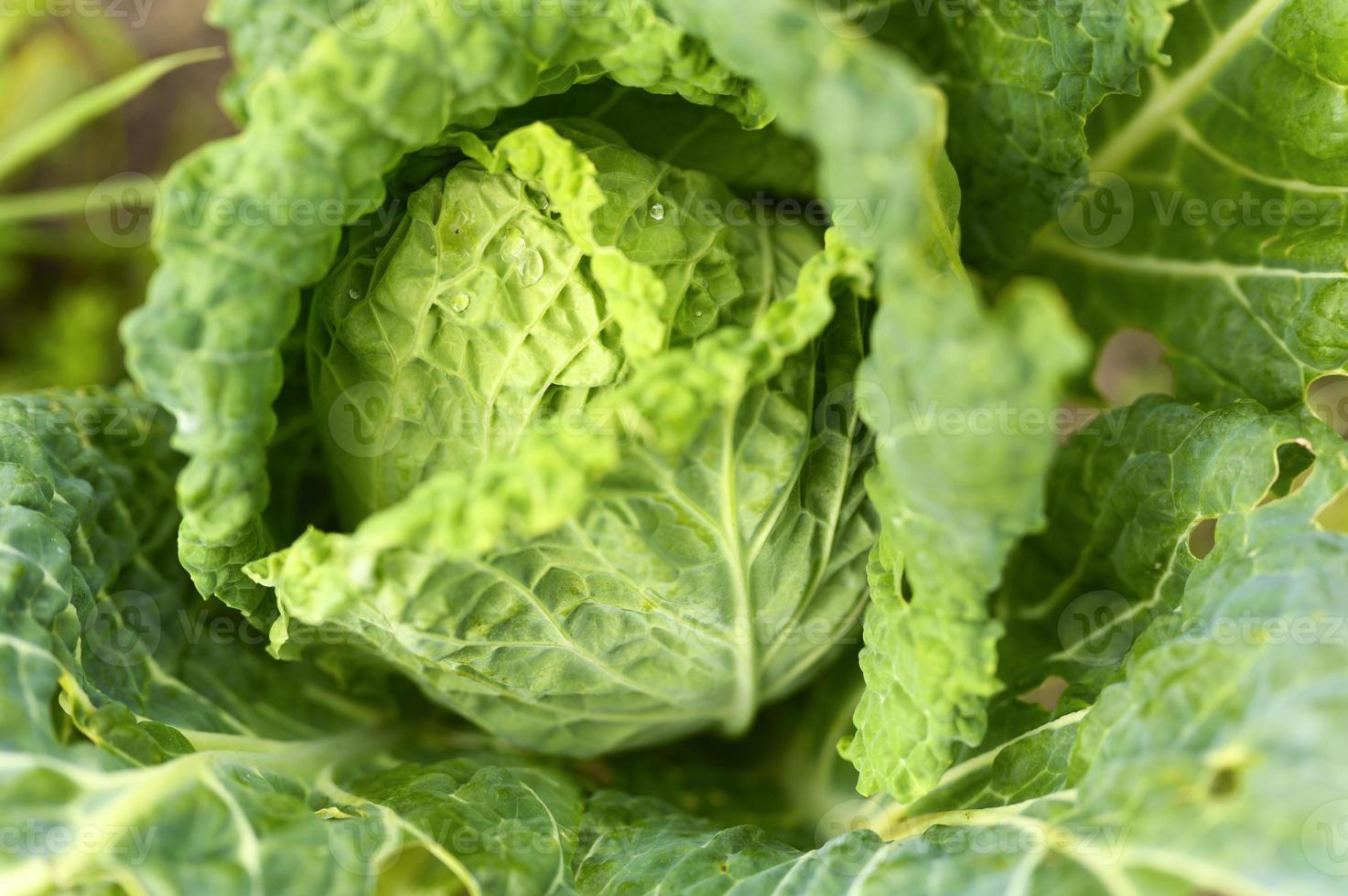 Weißkohlgarten wächst lwafy Gemüse Ehrlichkeit Bio foto