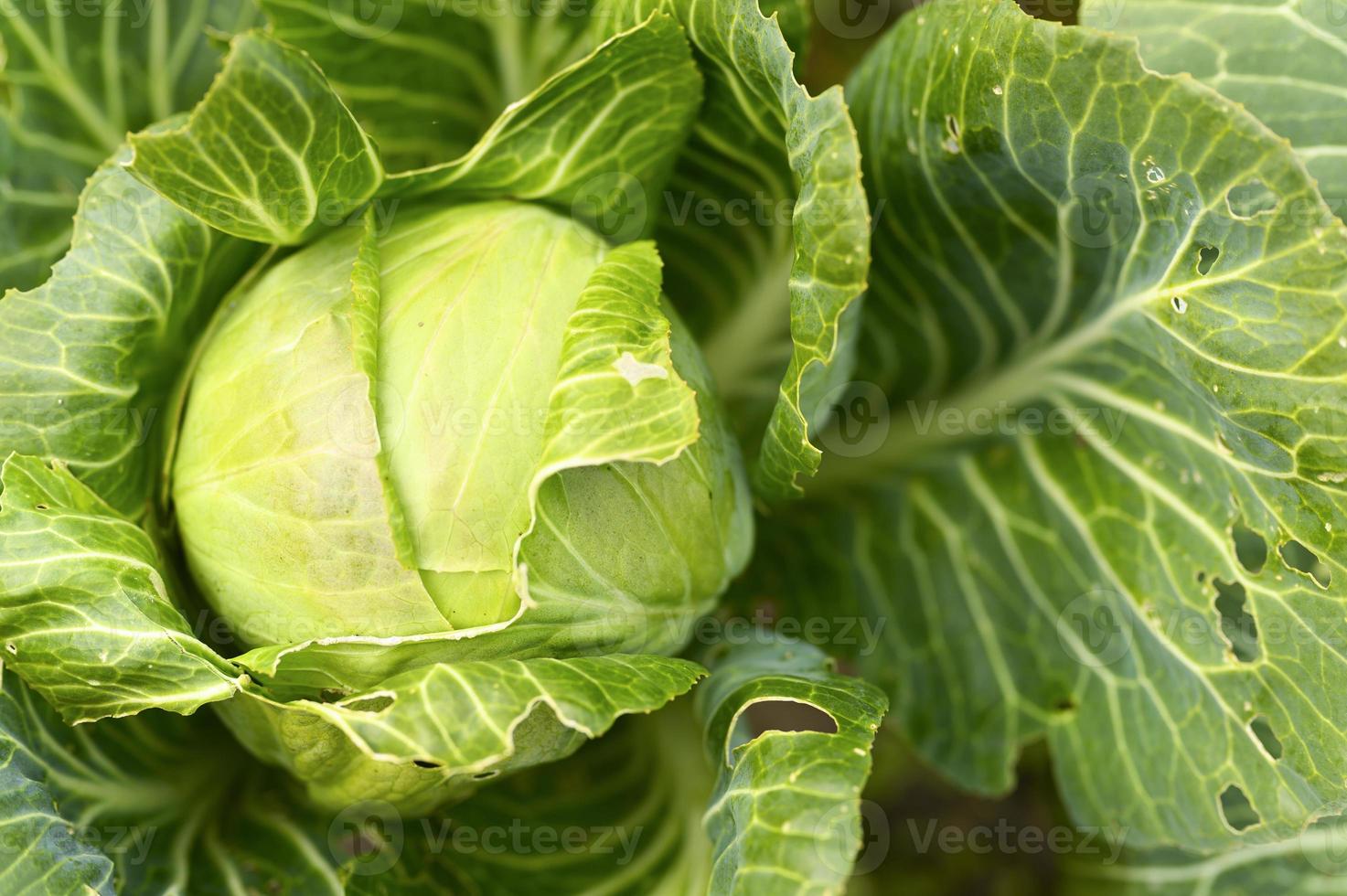 Weißkohlgarten wächst lwafy Gemüse Ehrlichkeit Bio foto