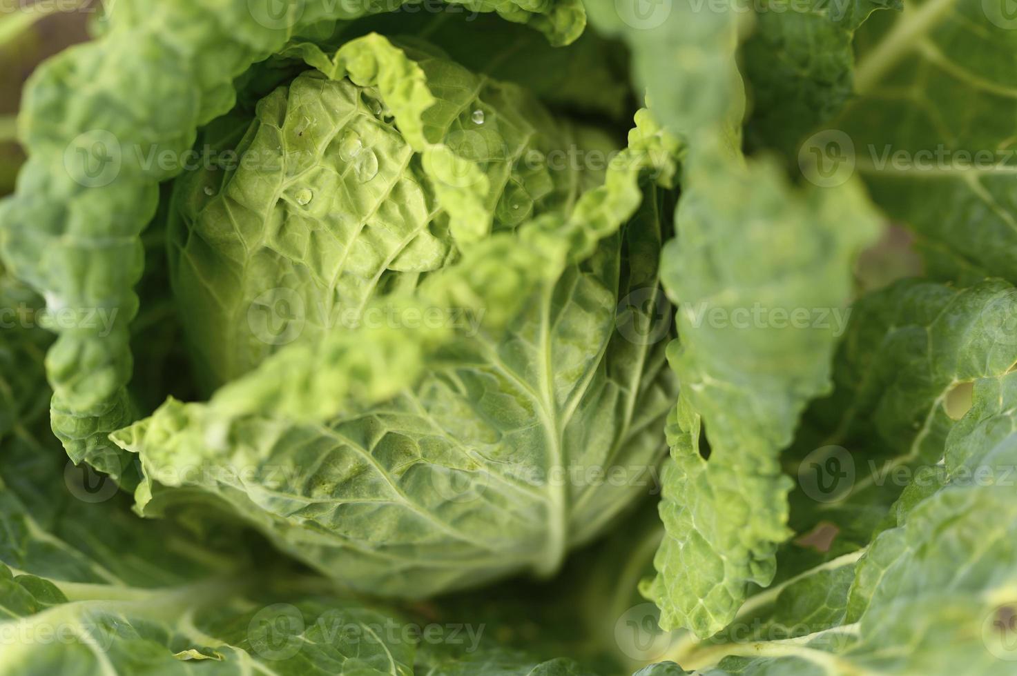 Weißkohlgarten wächst lwafy Gemüse Ehrlichkeit Bio foto