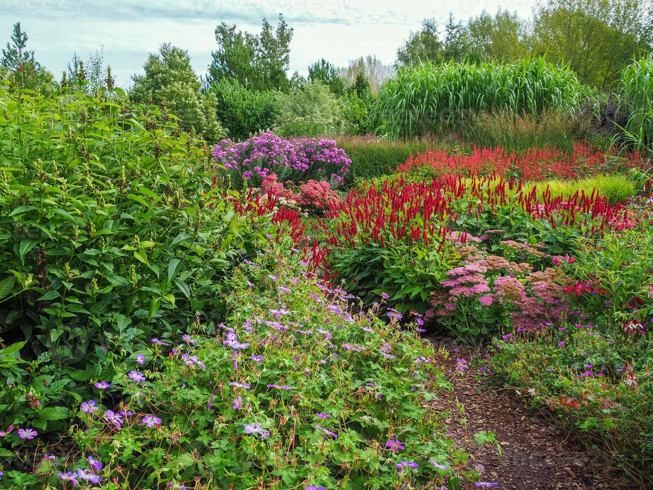 bunte Blumen in einem Spätsommergarten foto