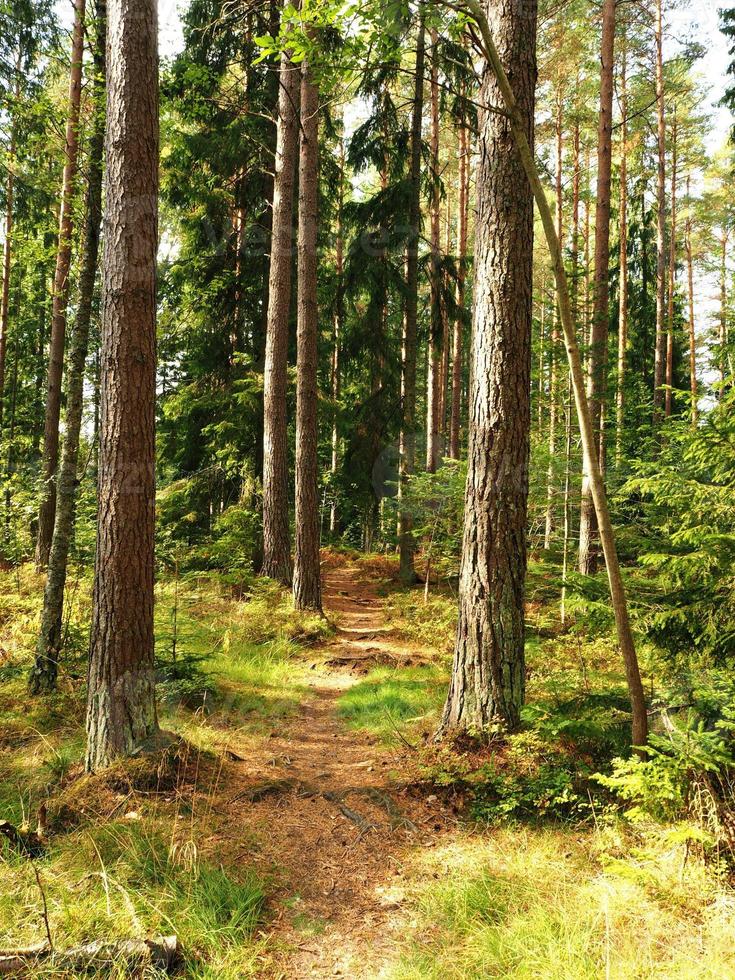 Weg durch hohe Kiefern in einem Wald foto