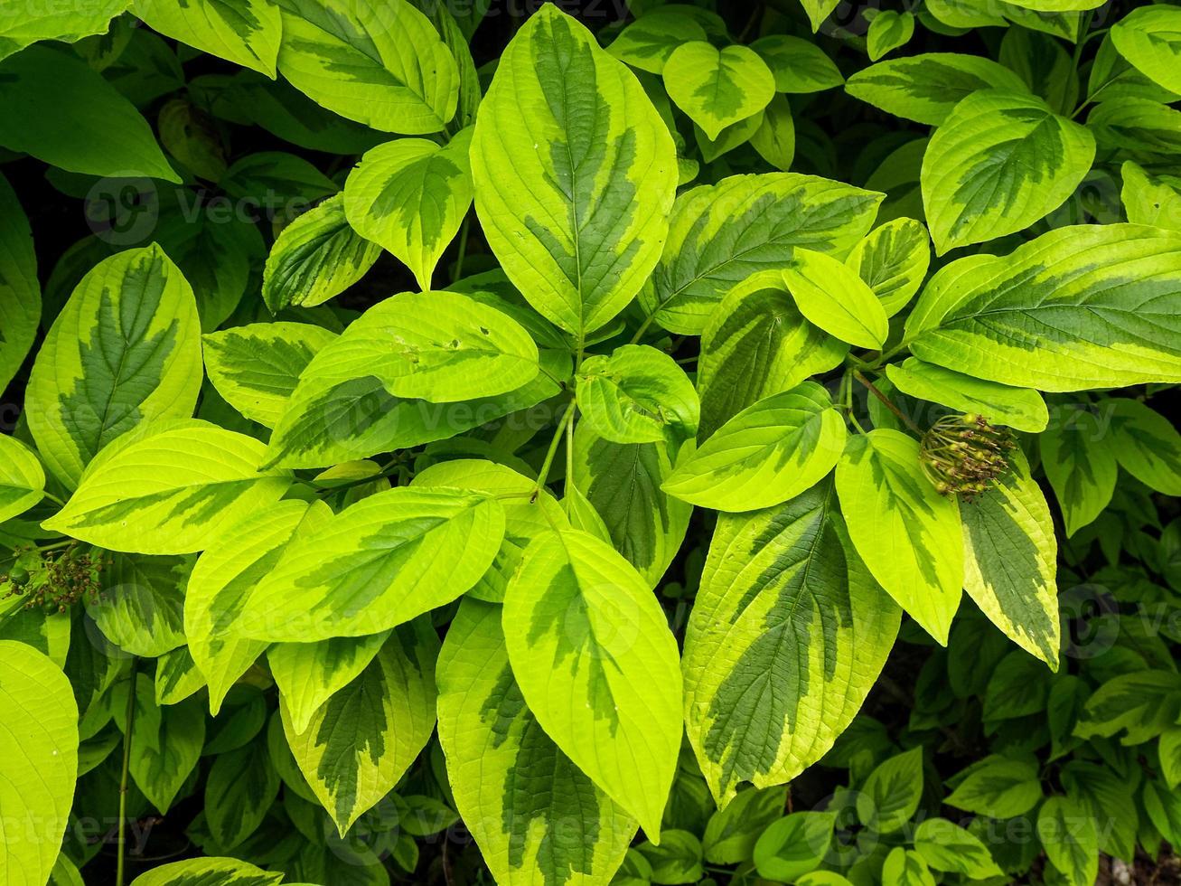 bunte Blätter von Cornus alba spaethii rotem Rindenhartriegel foto