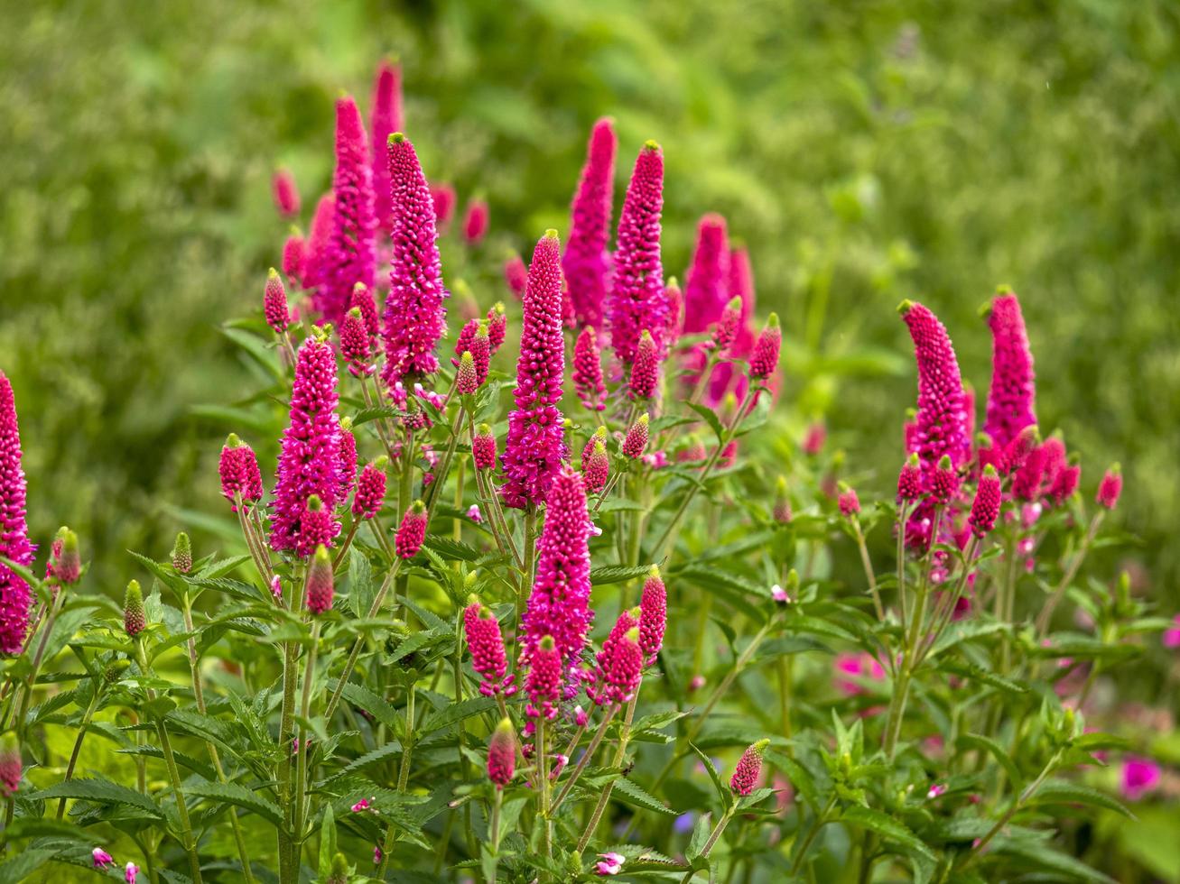 Pink Veronica Spike Speedwell Blumen öffnen sich gerade foto