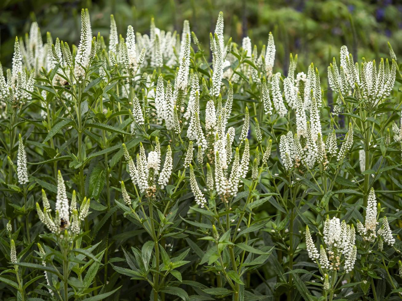 Veronica Longifolia First Lady, die in einem Garten blüht foto