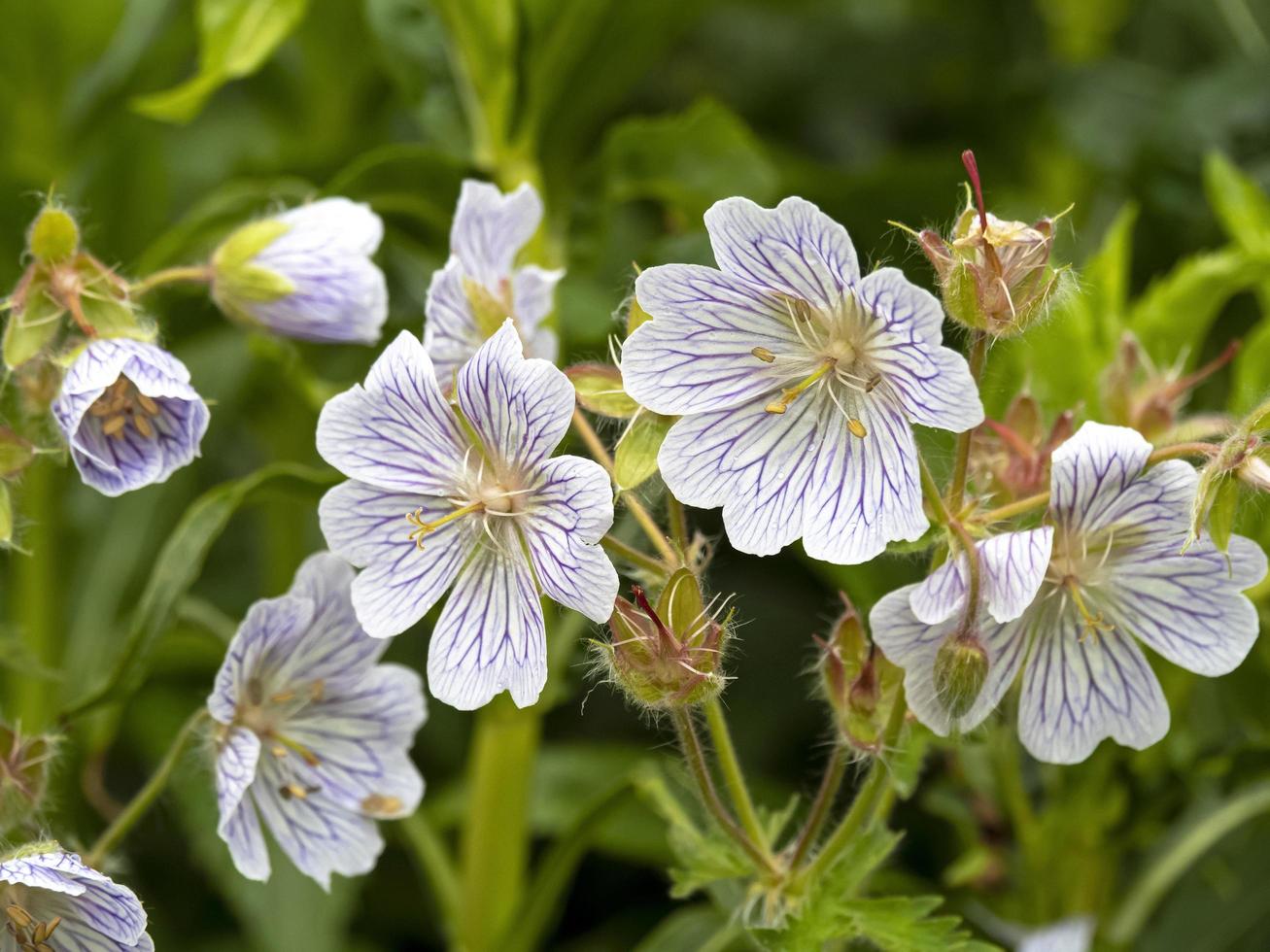 schöne weiße Geranie ibericum Blumen Sorte weiße Zigana foto