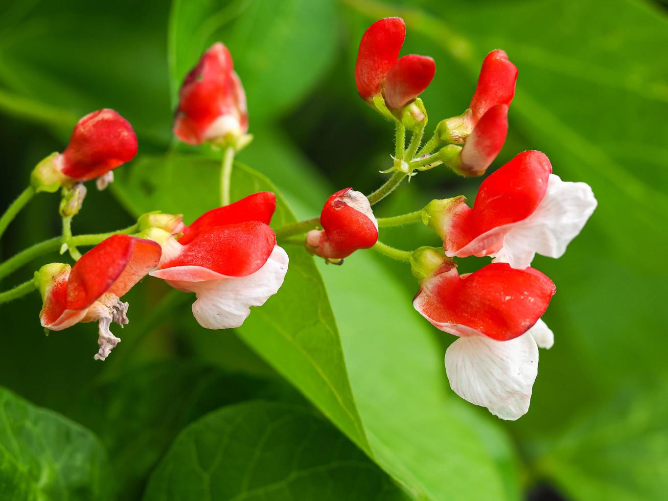 rote und weiße Blumen auf einer Zwergläuferbohnenpflanze foto