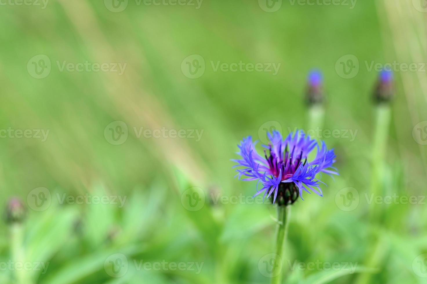 Kornblumenblüten lila wilde Zentaurea wachsen Feldnatur foto