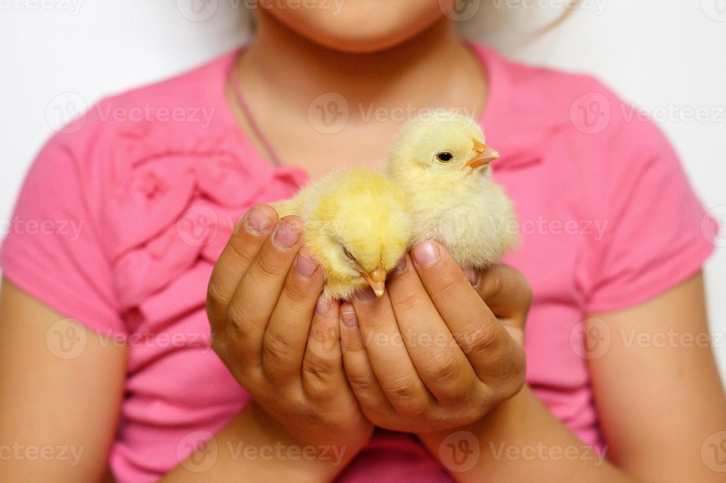 Neugeborenes Küken, das Kinderbauernhände hält foto