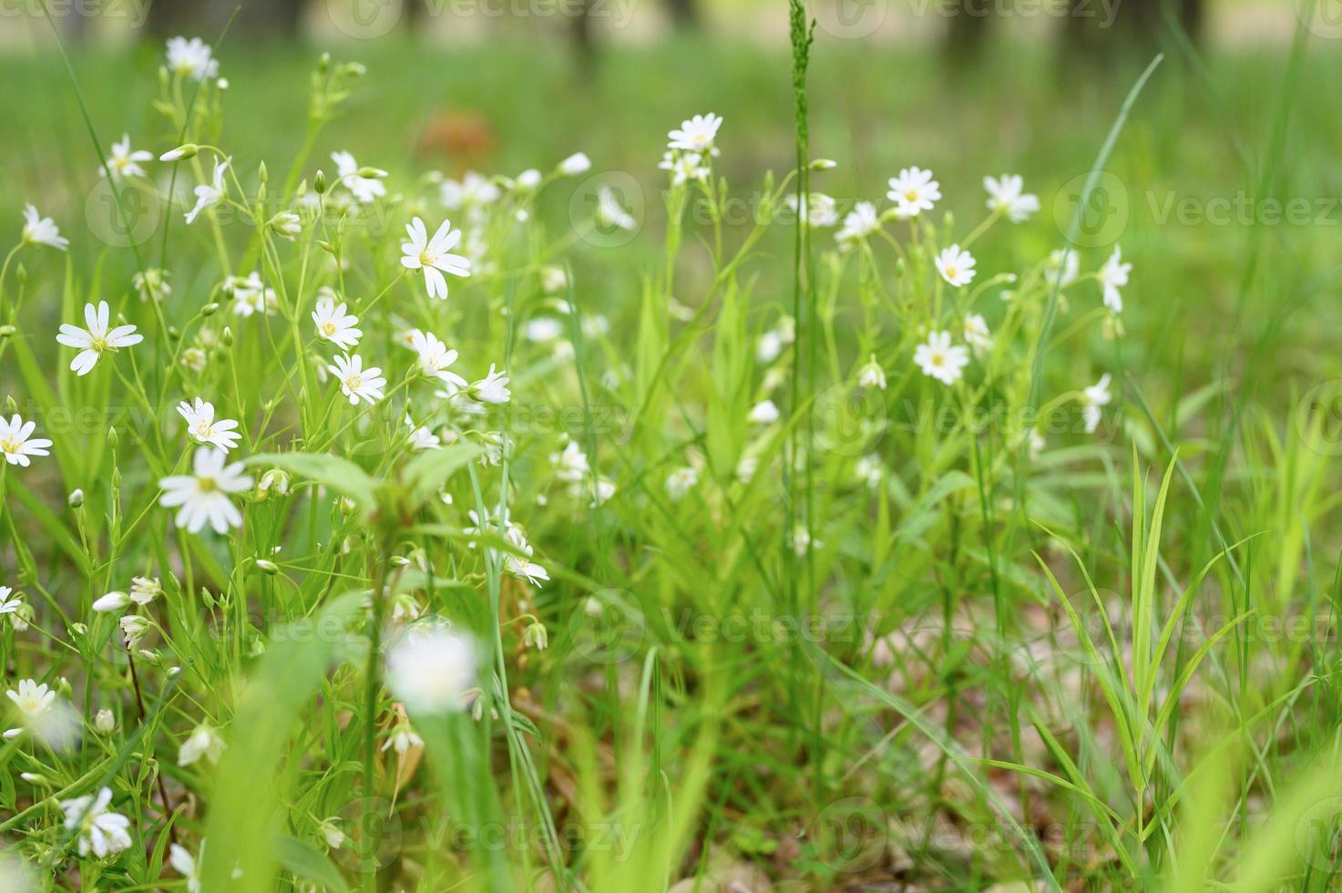 Stellaria Wildblume Pflanze Heilfeld Wald wachsen Natur foto