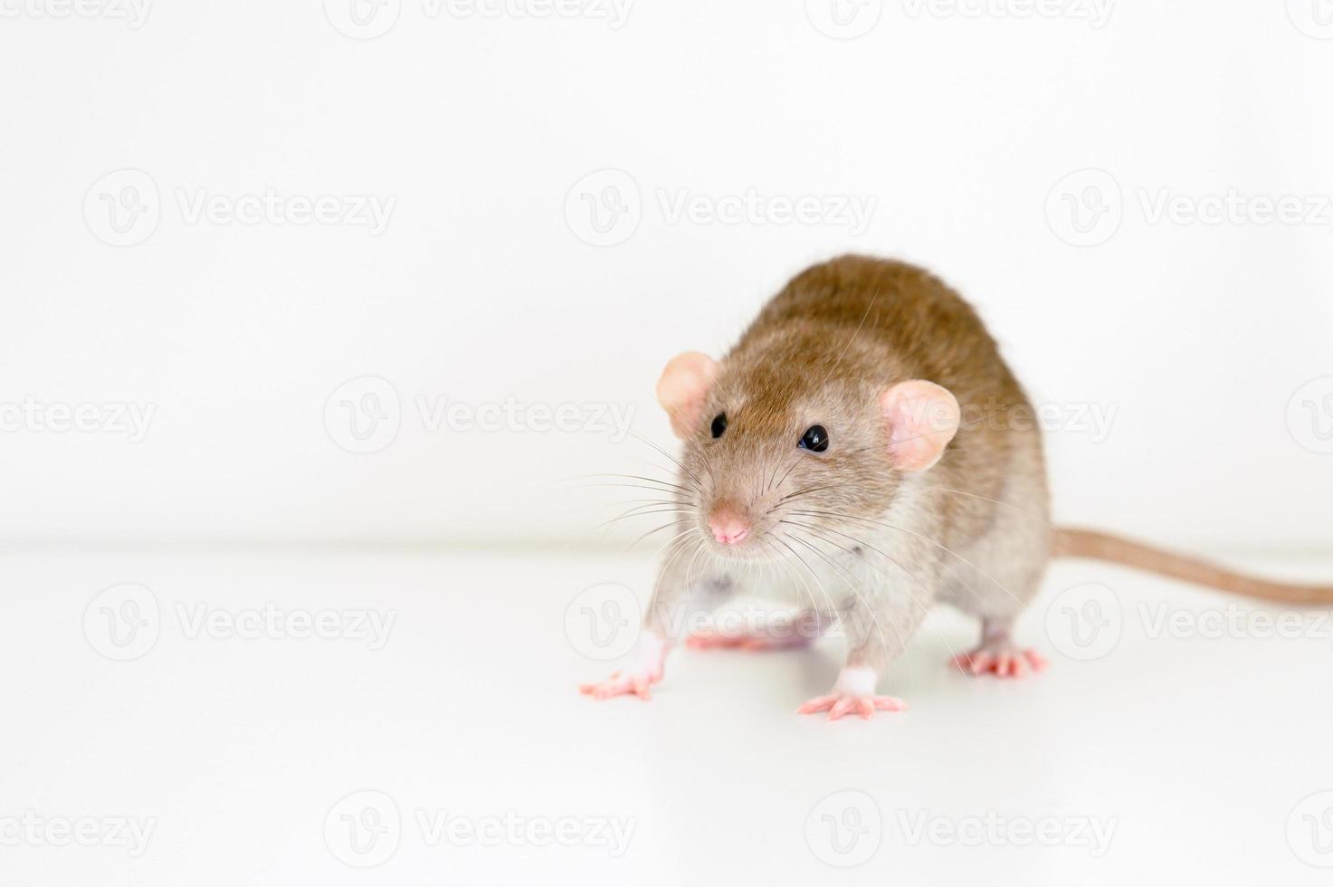 Rattenhaustiermaus foto